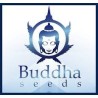 Buddha Seeds
